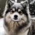 Pomsky Adoption Near Me: Tips For Finding The Right Pomsky Rescue