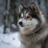 Pomsky Puppies For Sale In Florida: Find Your Furry Friend Today!