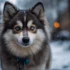 Purebred Pomsky: What You Need To Know Before Bringing Home Your New Companion