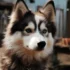 Pomsky Average Price: How Much Does A Pomsky Puppy Cost?