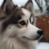 Chocolate Brown Pomsky: A Comprehensive Guide To This Adorable Breed