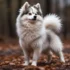Pomsky Grooming: Everything You Need To Know About The Teddy Bear Cut For Pomskies