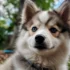 What is the Cost of a Pomsky: A Comprehensive Guide to Understanding Pomsky Pricing
