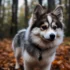 What is the Price of a Pomsky Puppy?