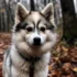 What Mix is a Pomsky? Understanding the Hybrid Dog Breed