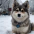 What is the Price of a Pomsky Puppy?