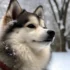 What Mix is a Pomsky Dog: Understanding the Crossbreed that Combines Pomeranian and Husky