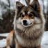 What to Know About Pomsky Puppies: Everything You Need to Know