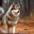 What’s a Pomsky Dog? Understanding the Adorable Husky-Pomeranian Mix
