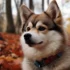West Bay Pomskies: Characteristics, Temperament, and Personality Traits