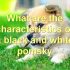 FAQs about Pics of a Pomsky