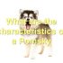 FAQs about Maltese Pomsky