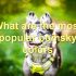 FAQs about Teacup Pomsky Price