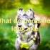 FAQs about F3 Pomsky