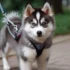 7 Weeks Old Pomsky Puppies So Cute And Energetic!