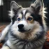 What is a F2 Pomsky? A Complete Guide to this Adorable Pomsky Mix