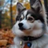 What is a F1 Pomsky? Discover the Basics of this Adorable Hybrid Breed
