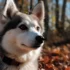 What is a Mini Pomsky and How Does it Differ from a Standard Pomsky?
