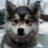 What is a Pomsky 2nd Generation? Understanding the Traits and Characteristics of this Adorable Mix