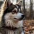 What is a Mini Pomsky and How Does it Differ from a Standard Pomsky?