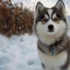 What Are Pomsky Puppies and How to Care for Them