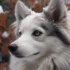 Pomsky Welpen: The Ultimate Guide to Raising Pomskies