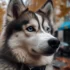 What Is a Pomsky Like: Unveiling the Personality Traits of This Adorable Hybrid Breed
