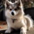What Type of Dog is a Pomsky? Everything You Need to Know About This Adorable Mix