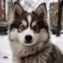 What is a Pomsky 2nd Generation? Understanding the Traits and Characteristics of this Adorable Mix
