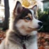 What Breed is a Pomsky? Understanding the Mix of Pomeranian and Husky
