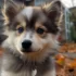 What is a Pomsky Mini? Everything You Need to Know