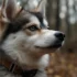 What is a Pomsky Breed?