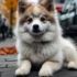 What is a Pomsky Puppy? Everything You Need to Know