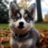 What Is the Average Price of a Pomsky? Here’s What You Should Know About Pomsky Prices