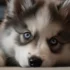 Changes in the Pomsky during winter