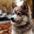 What’s the Difference Between F1 and F2 Pomskies?