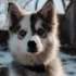 What is the Lifespan of a Pomsky?