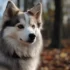 What Mix is a Pomsky? Understanding the Hybrid Dog Breed