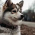 What Type of Dog is a Pomsky? Everything You Need to Know About This Adorable Mix