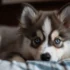 FAQs about Pomsky Rescue