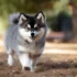 FAQs about Full Size Teacup Pomsky