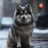 Everything You Need To Know About Pomsky Breeding And Raising