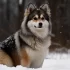 When Do Pomskies Reach Full Size?