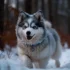 When Do Pomskies Go Into Heat: Understanding Their Reproductive Cycle