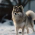 Average Price of a Pomsky: How Much Should You Expect to Pay?