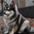 When Do Pomskies Shed? Everything You Need to Know for a Low-Shedding Dog