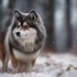 What’s a Pomsky Dog? Understanding the Adorable Husky-Pomeranian Mix