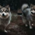 When Does a Pomsky Stop Growing? Understanding the Size and Appearance of Pomskies