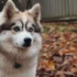When Do Pomsky Ears Stand Up: A Guide to Pomsky Size and Appearance