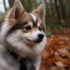 Where to Adopt a Pomsky: Tips and Resources for Finding Your Perfect Companion